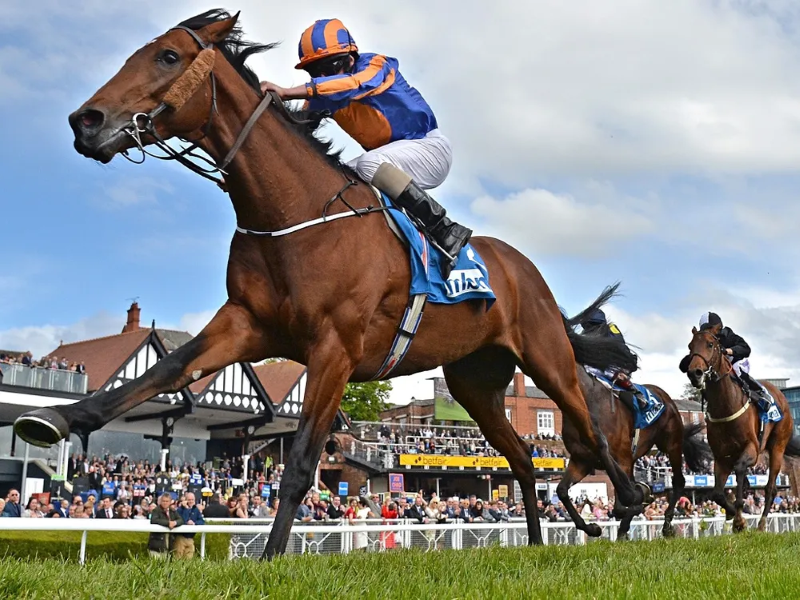 Cá cược đua ngựa Sclub88 | Đường đua nghẹt thở nhận X100 4 Cá cược đua ngựa