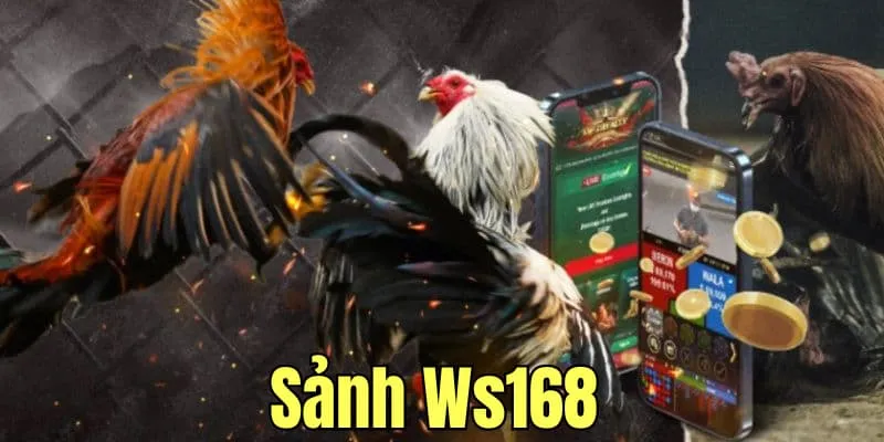 Đá gà WS168 Sclub88 | Sảnh cược quốc tế, thưởng cực đỉnh 4 Đá gà WS168 sclub88