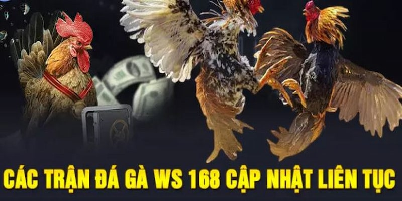 Đá gà WS168 Sclub88 | Sảnh cược quốc tế, thưởng cực đỉnh 2 Đá gà WS168 sclub88
